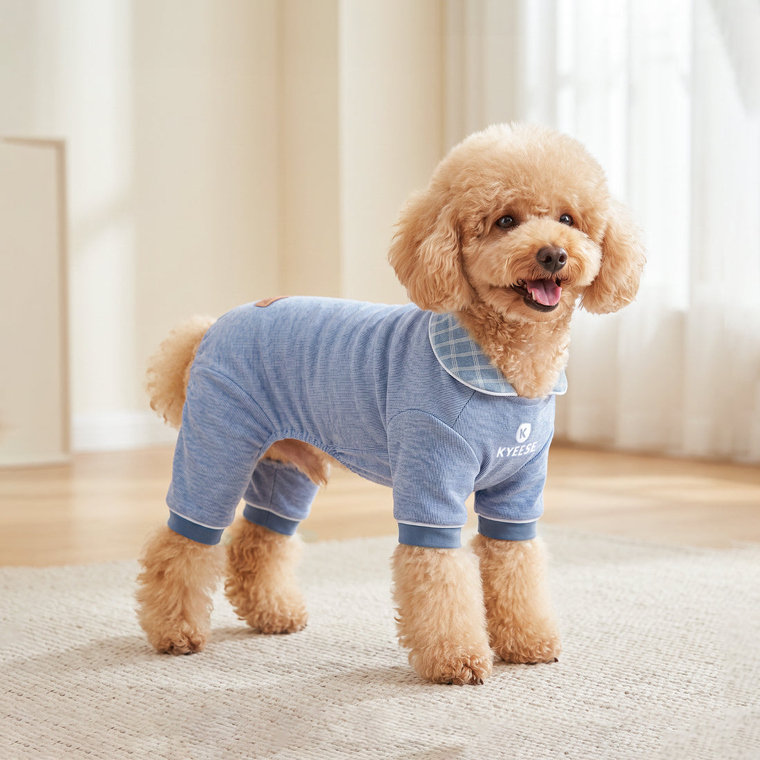 Small apricot dog standing in blue ribbed dog pajamas with a checked turn-down collar