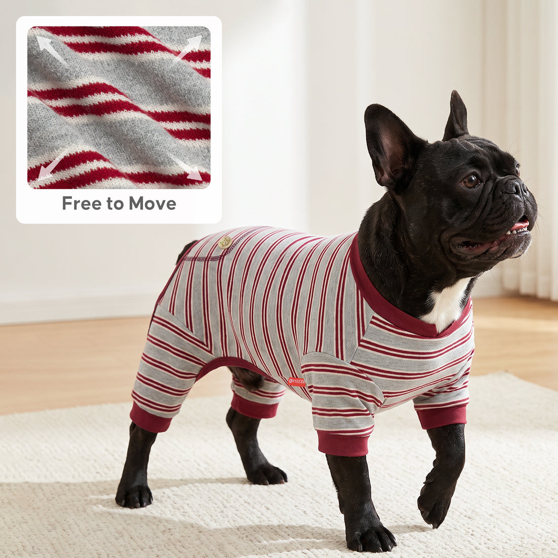 Black French bulldog walking indoors in gray and burgundy striped onesie