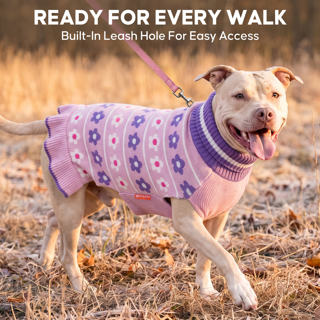 Tan dog walking on a leash outdoors in pink and purple floral knit dress