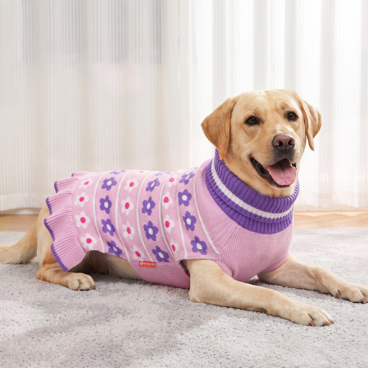 Tan dog resting indoors in a floral sweater dress with purple turtleneck