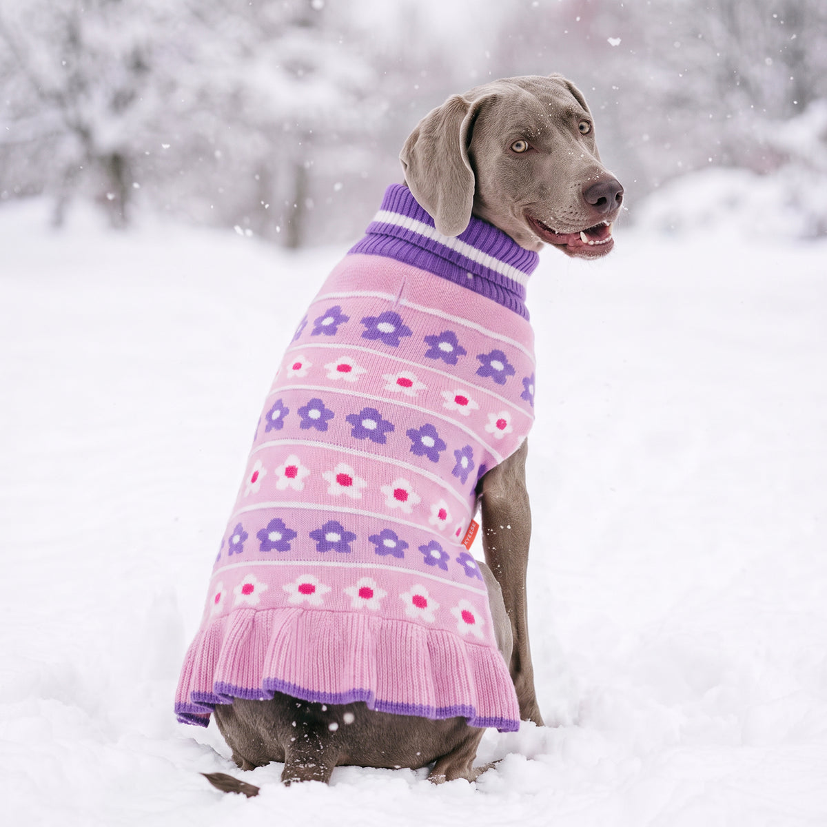 Gray dog sitting in snow wearing pink and purple floral knit dress, rear view