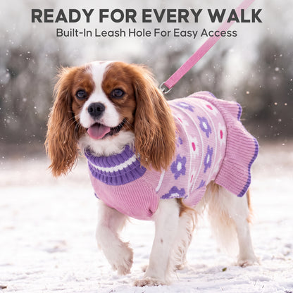 Brown and white dog in snow wearing purple floral dress with leash attached