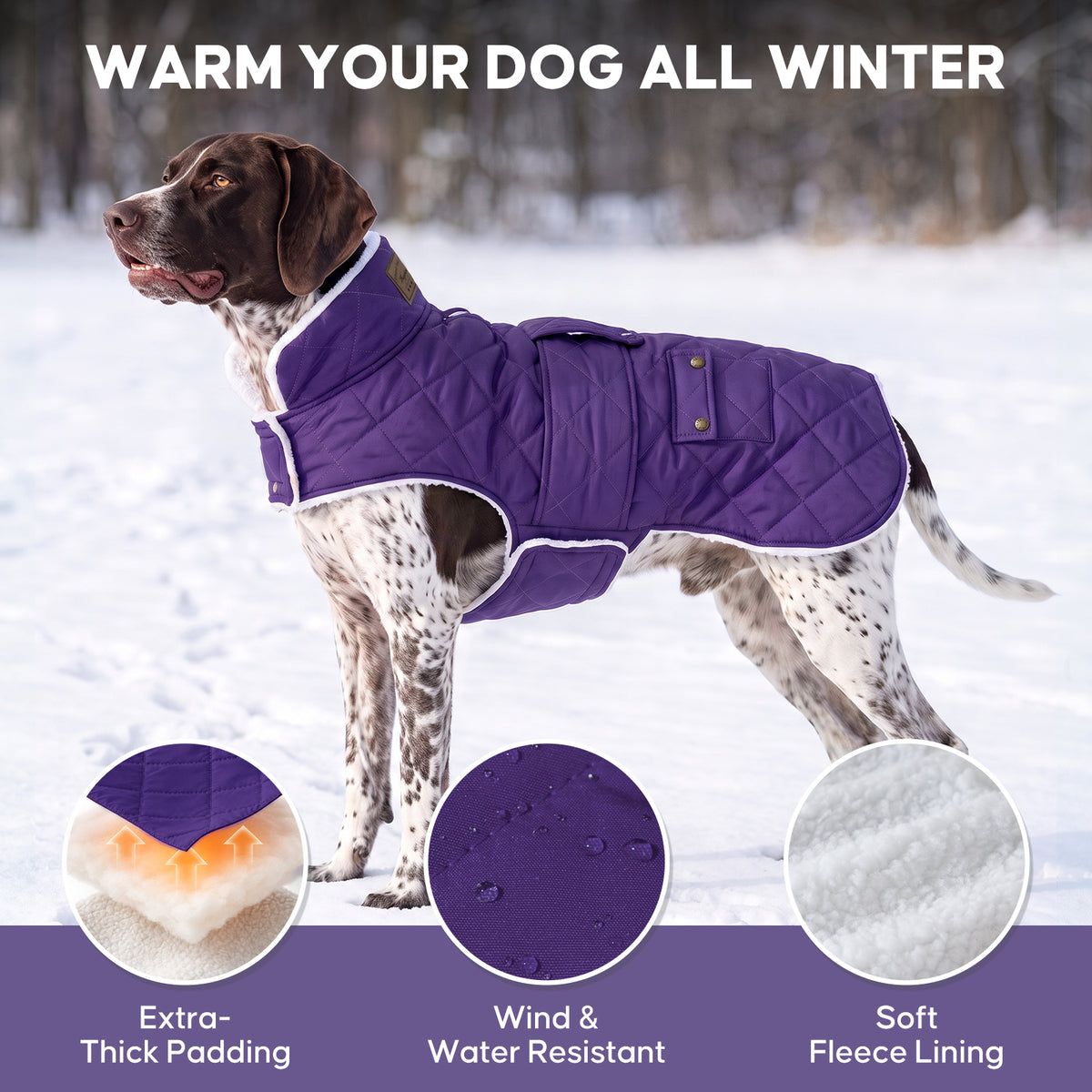 Purple quilted fleece-lined dog coat warmth and fabric details on a large dog