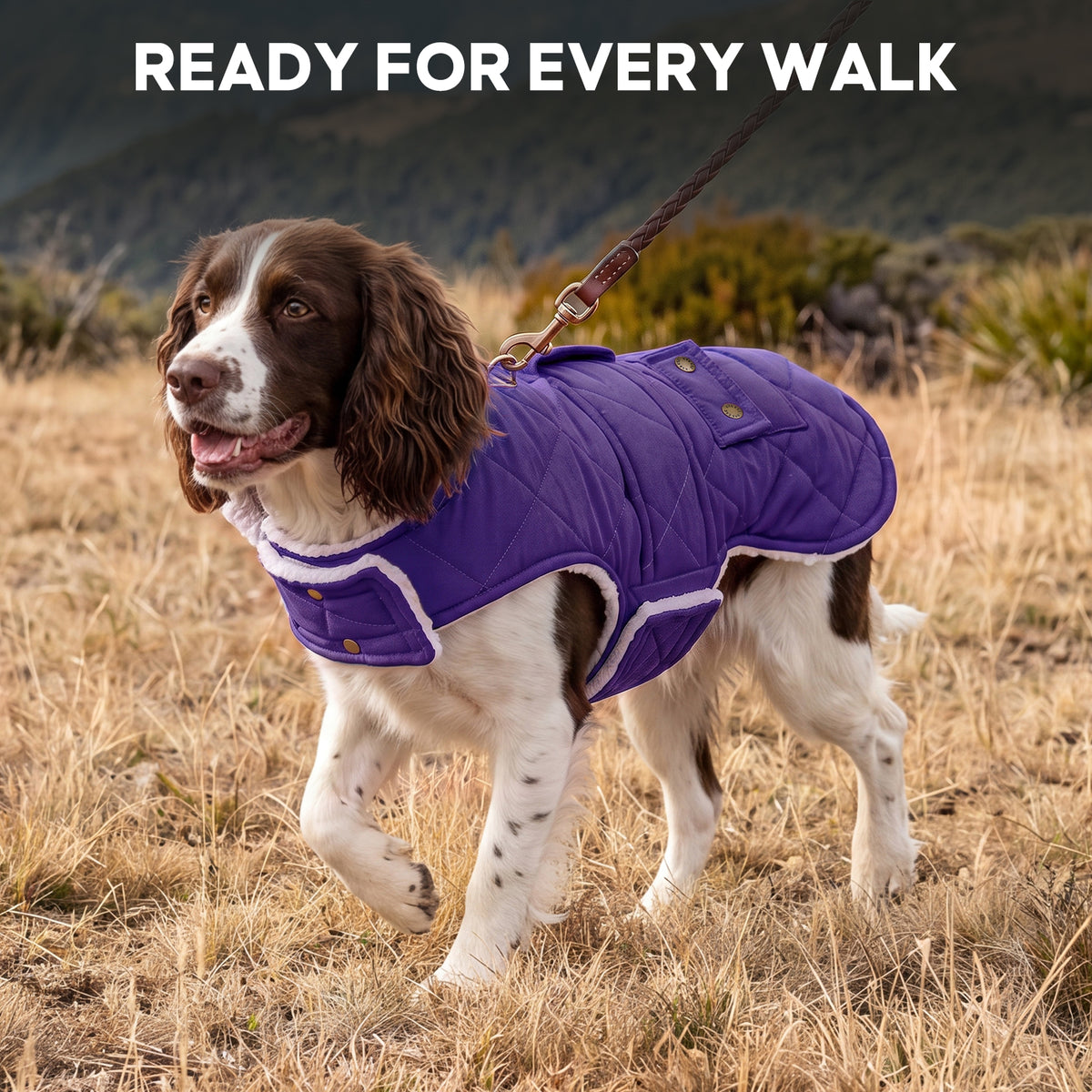 Purple quilted dog winter coat worn by a spaniel outdoors