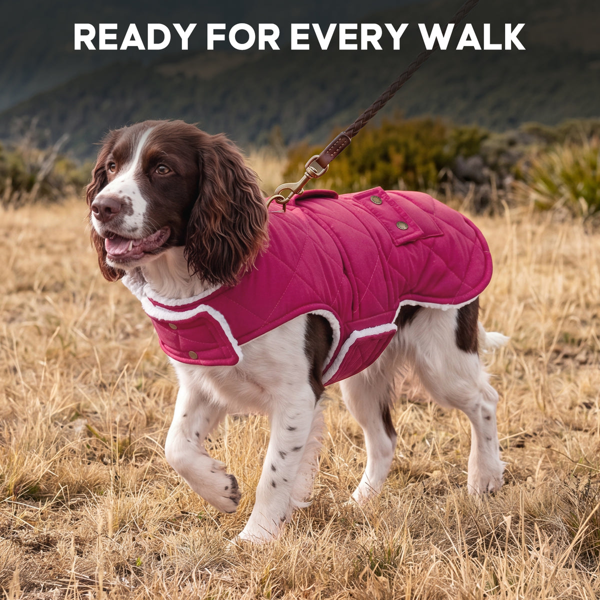 Rose Red quilted dog winter coat worn by a spaniel outdoors