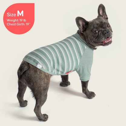 Green waffle raglan dog shirt 2 pack - French bulldog wearing striped waffle shirt, back view