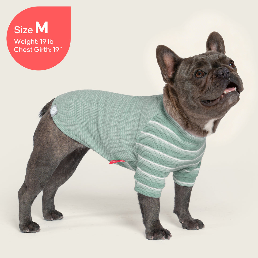 Green waffle raglan dog shirt 2 pack - French bulldog wearing waffle raglan shirt, side view
