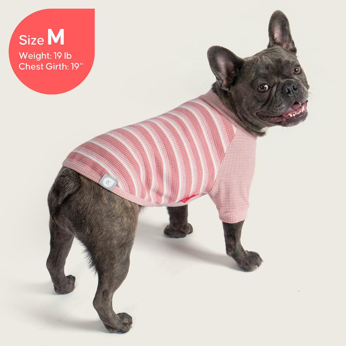 Pink waffle raglan dog shirt 2 pack - French bulldog wearing striped waffle shirt, back view