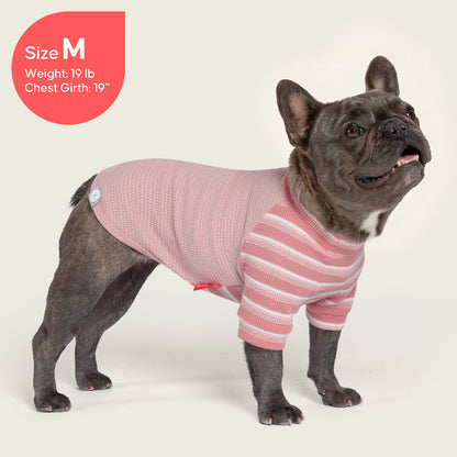 Pink waffle raglan dog shirt 2 pack - French bulldog wearing waffle raglan shirt, side view