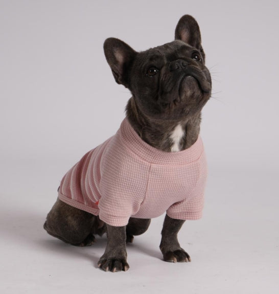 Pink waffle raglan dog shirt 2 pack - French bulldog wearing solid pink waffle shirt