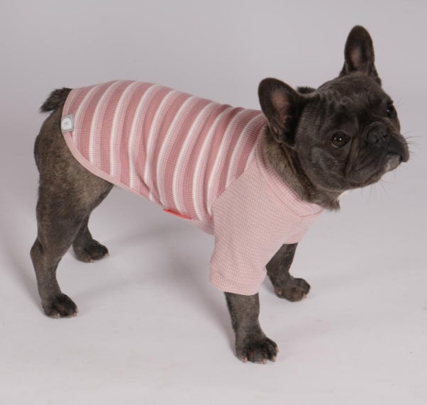 Pink waffle raglan dog shirt 2 pack - French bulldog wearing striped pink waffle shirt