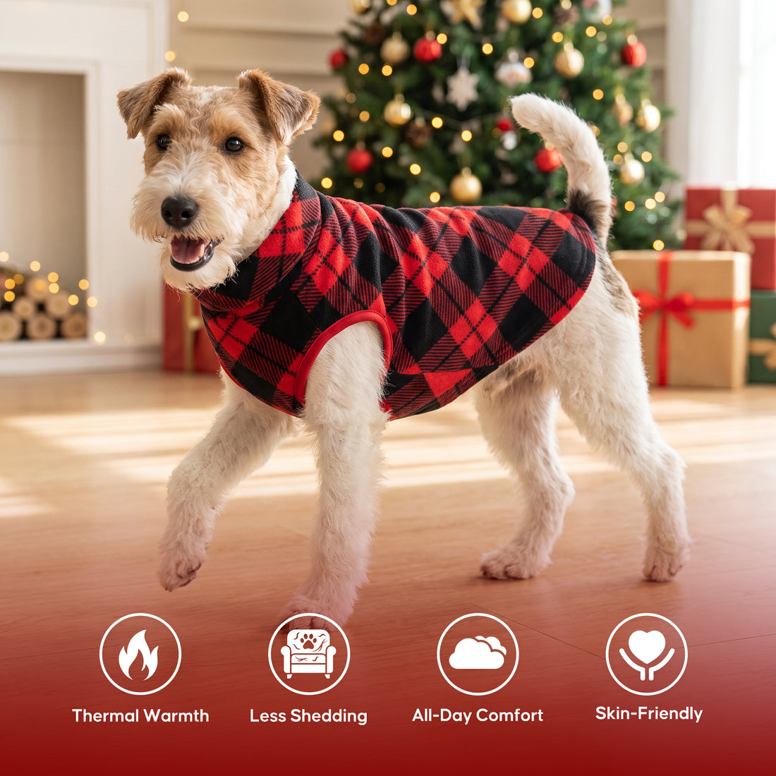 Small terrier in red and black plaid dog top standing beside a Christmas tree