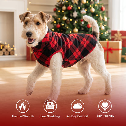 Small terrier in red and black plaid dog top standing beside a Christmas tree