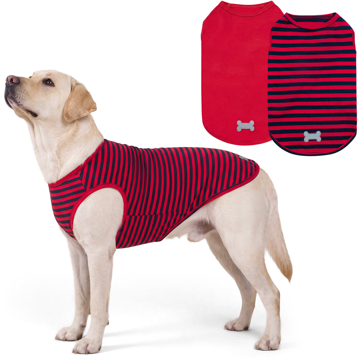 Yellow Labrador standing in red and navy striped sleeveless shirt beside flat lay