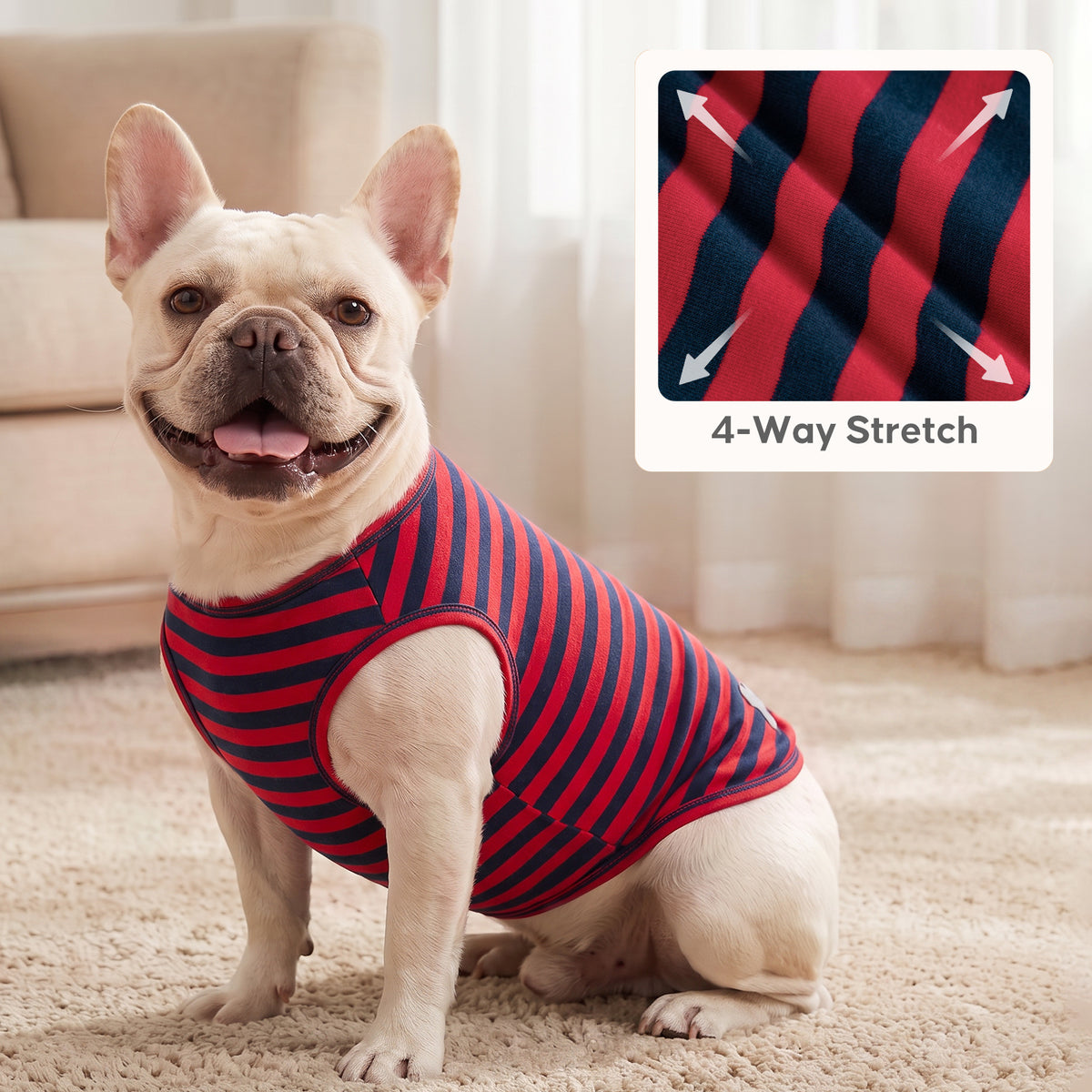 Cream French bulldog sitting in red and navy striped sleeveless shirt