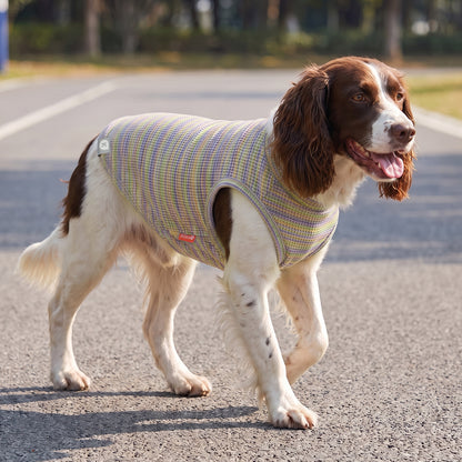 Brown and white dog walking outdoors in multicolor striped waffle knit shirt