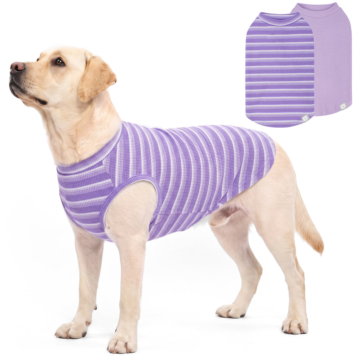 Golden dog standing in a purple striped sleeveless shirt against white background