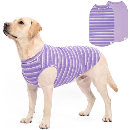 Golden dog standing in a purple striped sleeveless shirt against white background