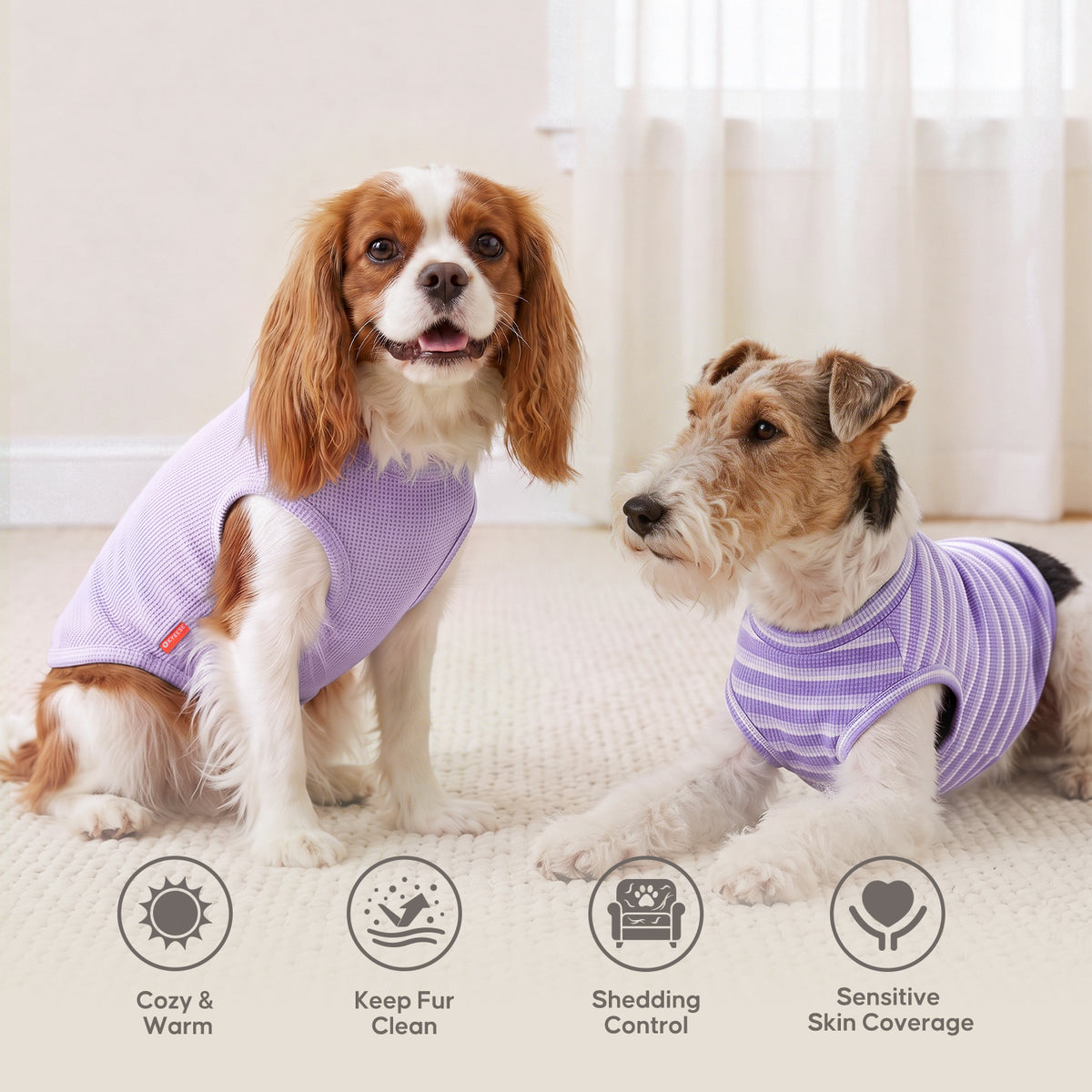 Two small dogs sitting indoors in solid lavender and purple striped sleeveless shirts