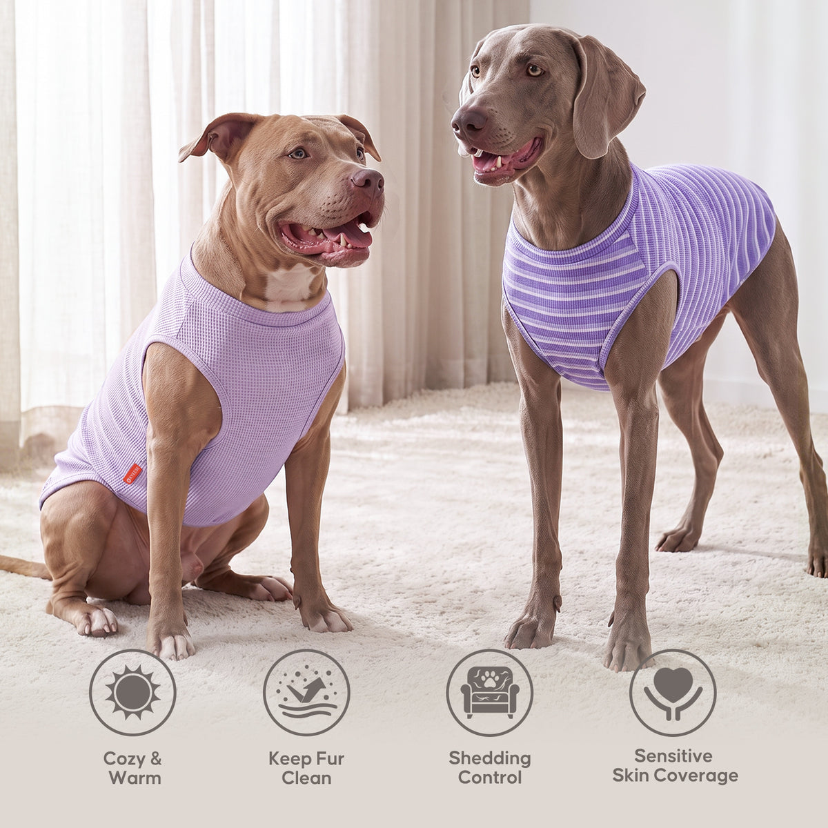 Two large dogs modeling solid lavender and purple striped dog shirts indoors