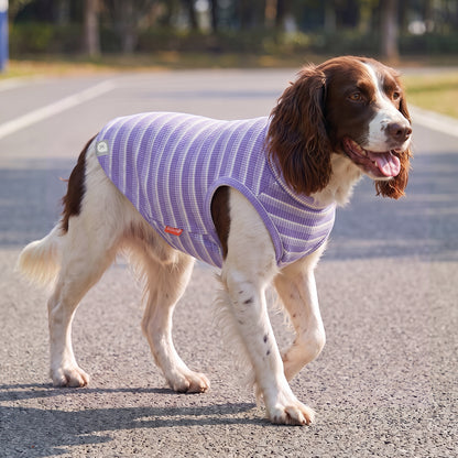 Brown and white dog walking outdoors in purple striped sleeveless dog shirt