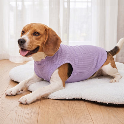 Beagle resting indoors in solid lavender waffle knit dog shirt