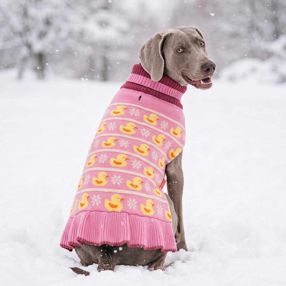 Gray dog sitting in snow wearing a pink duck sweater dress, rear view